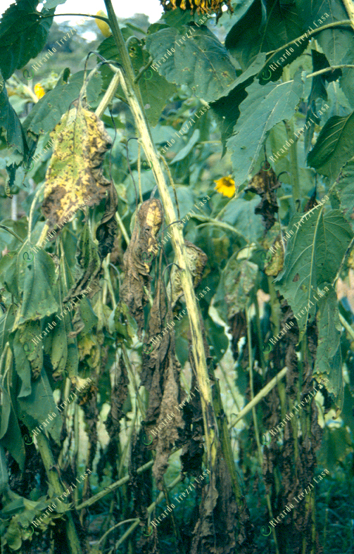 Mancha de alternaria